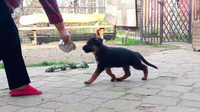 Баларис УРУС,  2 месяца 10 дней.