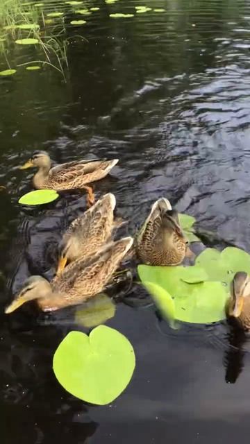 Ленобласть.17.07.2024. Часть 85. Утята_ У старших обед