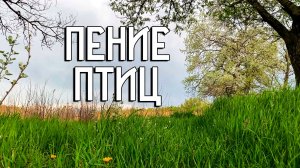 Пение птиц на весеннем лугу / Звуки природы / Звуки весны