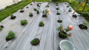 Осеннее удобрение, которое спасет ГОРТЕНЗИИ зимой