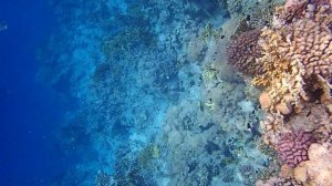 Риф El Fanar Шарм эль Шейх