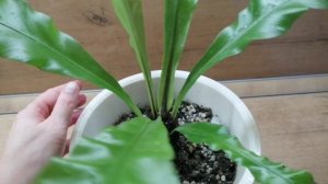 Комнатные растения на даче живут хорошо! 🌵