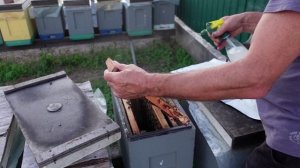 борьба с клещем в поздних отводках