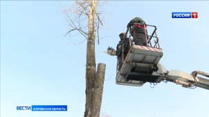 Аварийные деревья убирают в кировском парке имени С. М. Кирова