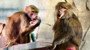 Очередь за мясом! Но Люсе чужой кусок вкуснее! Так можно и без своего остаться!