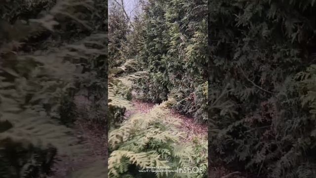 Аллея туй 01.12.2025 смотреть онлайн