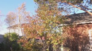 Дача. Октябрь 2025 г.