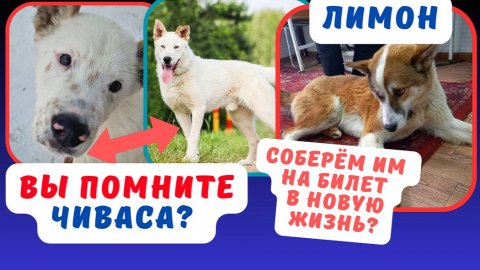 Шанс для двоих спасёнышей! Чивасу и Лимону нужна ВАША помощь!