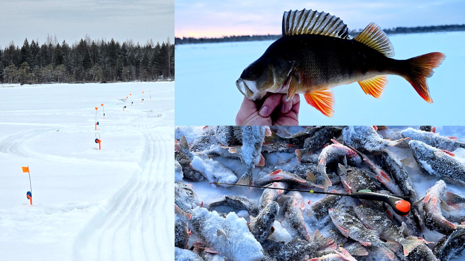 НАЛОВИЛ ГОРУ ОКУНЕЙ С ОДНОЙ ЛУНКИ