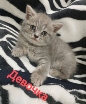 5 начей с тимохой 4 школа