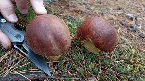 Распаковка посылки с ножом Kosadaka складным N-F21