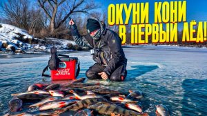 ПЕРВЫЙ ЛЁД- 2025-2026! Я нашёл заветную лунку! Окуни рвут лески и утаскивают удочки!