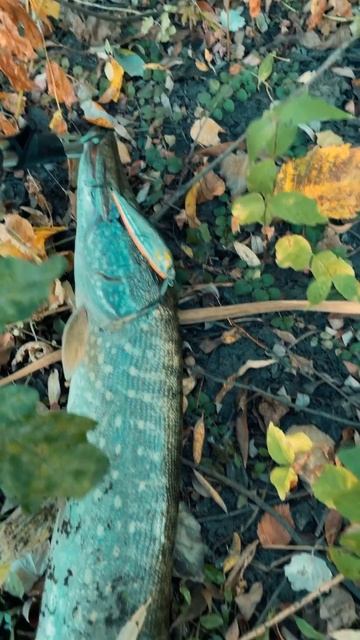 Щука на Bet-a-Shiner Pontoon 21