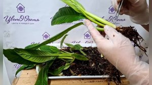 Пересадка Филодендрона Камио или Лунетте.  видео от 01.12.2025г.
