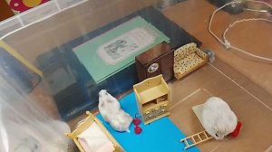 roblox удалили 😭😭😭😭😭😭😭😭😭😭 Лиля с хомяками🐹🐹