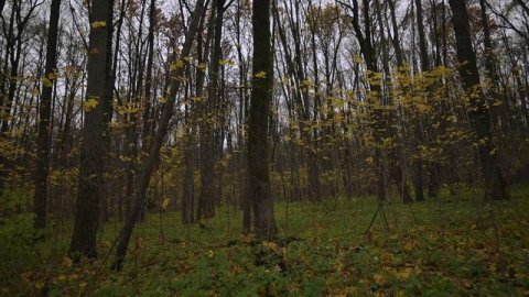 Тула.Малиновая засека,Водохранилище реки Воронка