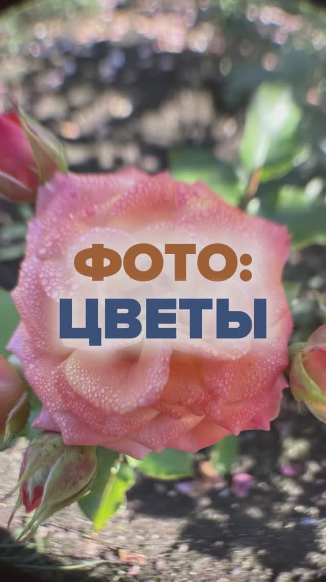 Фотографии цветов: раскрываем красоту природы! 🌸 2 Часть.