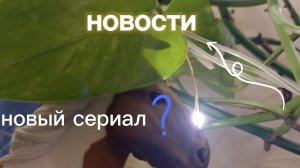 новости!новый сериал шляйх?