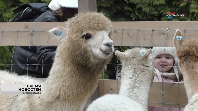 Деревню с альпаками открыли в Волгограде