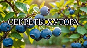 ЧЕРНИЧНЫЙ Хутор - Обзор Канала