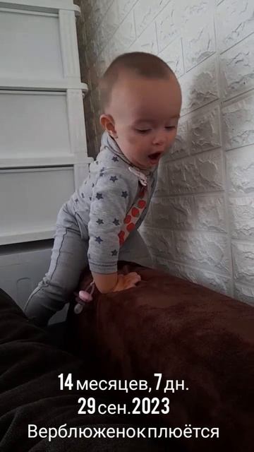 14 мес., 7 дн.Верблюжёнок плюётся (29 сен.2023).mp4