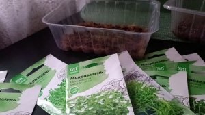 Ликбез по МИКРОЗЕЛЕНИ