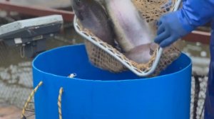 Запуск форели