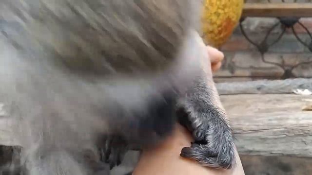 ASMR - Уход за малышкой обезьянкой | обеспечивает полное психическое расслабление