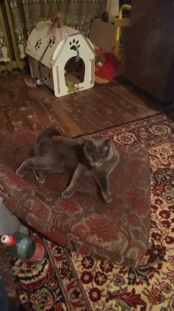 Кот Атос следит за гигиеной #shorts #котатос #котчистюля #коты #животные