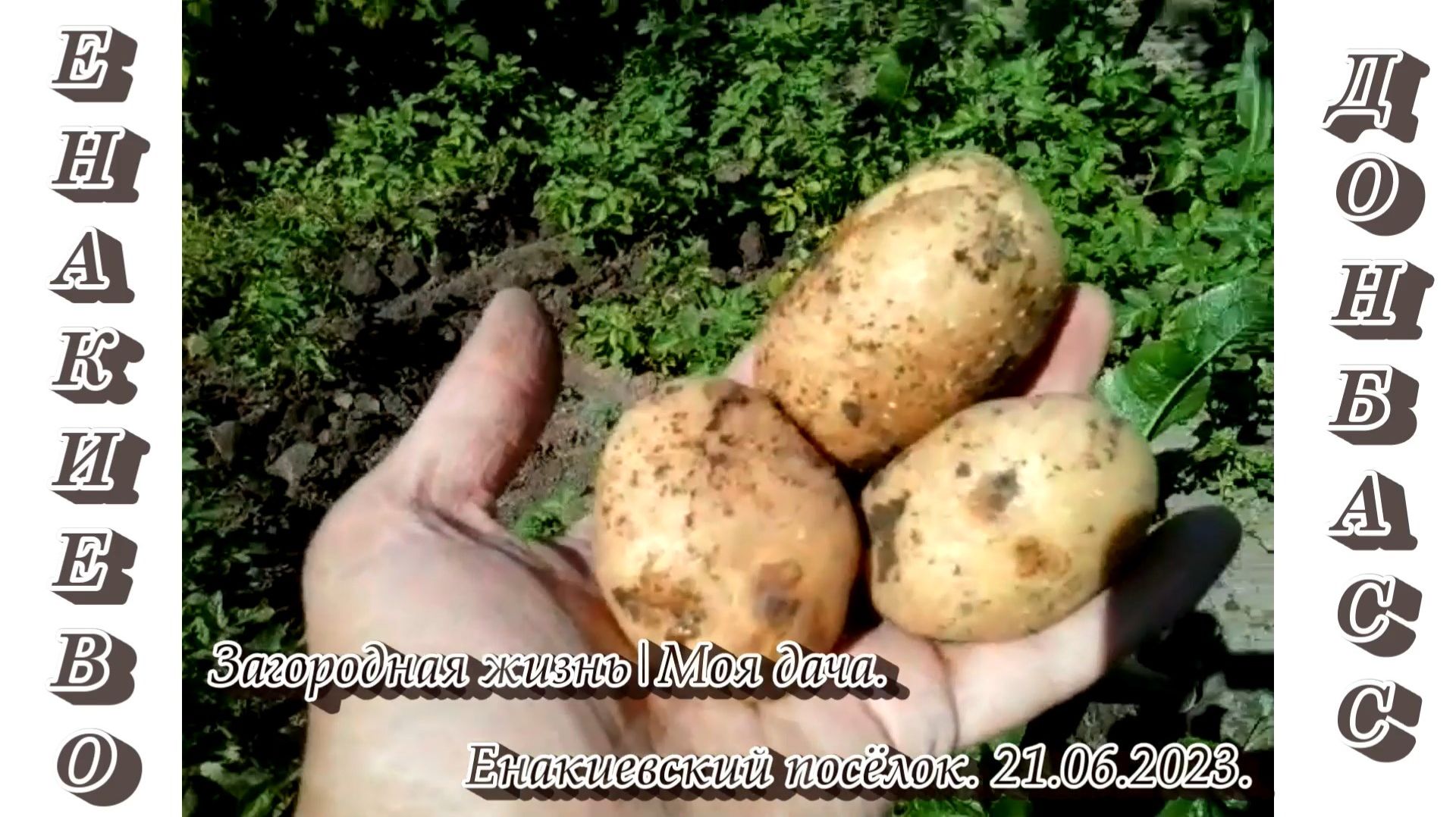 2023. "Дачные истории | Вкусная молодая картошечка". 21-22.06.2023.