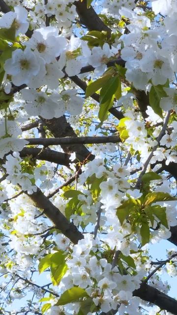 4K | Цветущая Сакура и Восточный Дзен 🌸🎶🌸