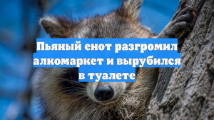 Енот-алкоголик устроил погром в винно-водочном магазине в США