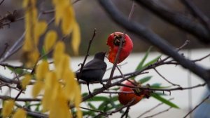 Расхитители нашего сада