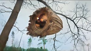 Построил дом гнездо на дереве. Уникальное укрытие на дереве. Бушкрафт