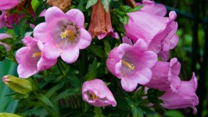 Как я сею мелкие семена. Колеусы, Колокольчики, Виола, Злаки. Всегда удачные всходы