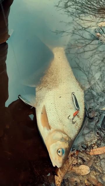 Охота на щуку: неожиданный улов – лещ!