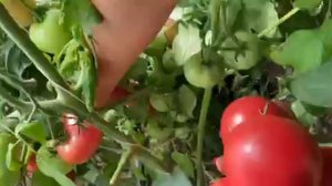 сорта помидор🍅🍅🍅🌿