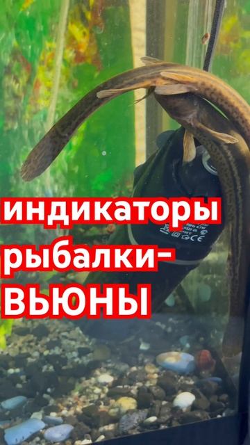 Вьюн - Живой барометр. Индикатор рыбалки и клева