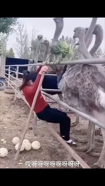 Лайфхак по отъему страусиных яиц #юмор @2242536105