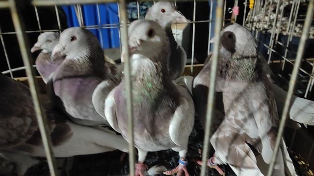 29.11.2025г Москва Голубиный Рай, Садовод!!! смотреть онлайн