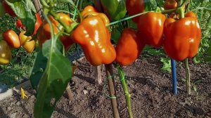 ПЕРЕЦ В ОТКРЫТОМ ГРУНТЕ В 2025 ГОДУ.