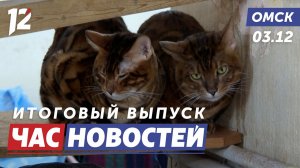 Кошачье общежитие / Приговор подрывателю банкоматов /  Тропический оазис. Новости Омска