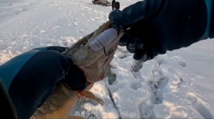 НЕЛЬМА на виб , а щука на ПЕТУХА .