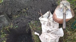 Осенняя посадка сажанца