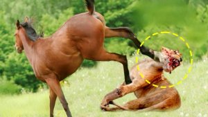 Такой удар лошади ломает череп льву! Жёсткие кадры