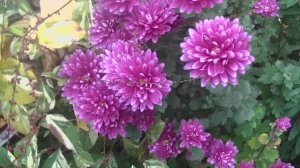 Декабрьское чудо . Подарок от природы .