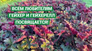 Все наши гейхеры и гейхереллы