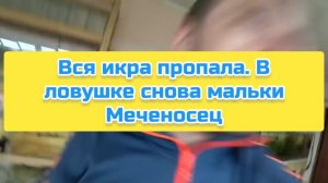 Вся икра пропала. В ловушке снова мальки Меченосец