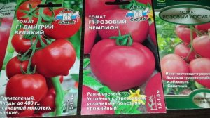 Обзор лучших салатных томатов: Урожайные,  сладкие, вкусные, мясистые.