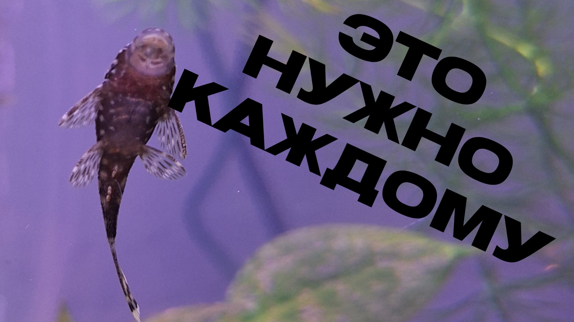 Это нужно каждому